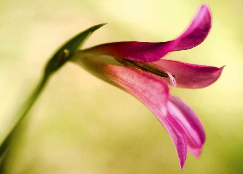 (20501)Gladiolus illyricus,fleur